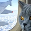 Logo 8 gatos y 1 perro viajan en avión!