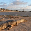 Logo Un Viaje con Vo(z): ¿Qué dice "Proyecto Yacaré" sobre el yacaré que apareció en la Costanera? (10/8)