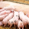 Logo Diego D´Amico, vicepresidente de la Cámara Argentina de pequeños y medianos productores de Cerdos.