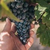 Logo Actividad Vitivinicola actual Marzo 2025