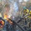 Logo Los incendios forestales y las brigadas civiles que ayudan a combatirlos voluntariamente