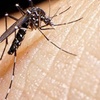 Logo "Tenemos la peor epidemia de dengue de la historia", Leonel Tesler