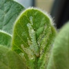 Logo Cuidado con Helicoverpa gelotopoeon o “Bolillera” en el cultivo de soja