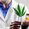 Logo Cannabis medicinal: “esta ley viene a respaldar a los pacientes y regular el mercado ” 