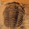Logo Beatriz Waisfeld y Emilio Vaccari (CICTERRA/UNC-CONICET) nos cuentan de trilobites