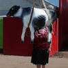 Logo La vaca atada, fotografías de Santiago Hafford por Flor Cosin.