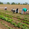 Logo Denuncian la crisis de la agricultura familiar