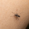 Logo Últimas novedades sobre la situación del dengue en Olavarría