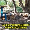 Logo Puma suelto en San Marcos Sierras: cuál es el verdadero riesgo