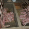 Logo Criaderos industriales de Cerdos: Focos de nuevas pandemias