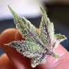 Logo Grow cannabis