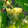 Logo Sauvignon Blanc, el vino para iniciarse en los blancos