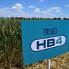 Logo AGRICULTURA CON TECNOLOGÍA HB4 ¿PROGRESO O EXTERMINIO?