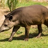 Logo "Los tapires son fundamentales, modelan los ecosistemas donde viven"