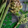 Logo " Moringa, el árbol milagroso o de la vida"