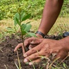 Logo Una Fundación mendocina convoca a plantar árboles en todo el mundo