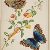 Logo Victor Hugo Morales sobre 25 de Noviembre o el Comportamiento de las Mariposas "Me tocó el corazón" 