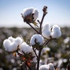 Logo La cadena de valor del algodón en la Argentina 