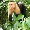 logo Animales que me hicieron hombre - Mono Capuchino