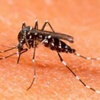 Logo En guardia por el dengue: cómo prevenirlo