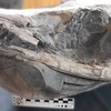 Logo #CaminosYDestinos en @Radio.UNLa: Hallan en Neuquén un cocodrilo marino de 150 millones de años