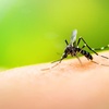 Logo Ya hay 19 casos de dengue en Entre Ríos y trabajan en la prevención