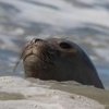 Logo Conversamos con la Fundación Ecológica Pinamar