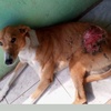 Logo La proteccionista Paola Rodríguez denuncia maltratos a perros en La Perla