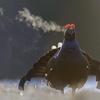 Logo la gallina de stalin 