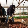 Logo Se llevó adelante la 3° Feria Regional de la Batata- Camila Gómez