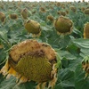 Logo Ing Facundo Cortese - Girasol
