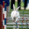 Logo Kaninhop: el deporte de los conejos