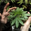 Logo Cannabis: "Si nosotros expulsamos a las personas al mercado ilegal, lo estamos financiando"