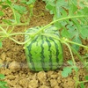 Logo "Evolución, mejoramiento humano y la importancia de los melones cuadrados"