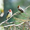 Logo Festival de Aves Migratorias en Mar Chiquita, una oportunidad para reencontrarse con la naturaleza