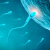 Logo El conteo de espermatozoides disminuye a un ritmo acelerado
