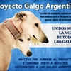Foto Proyecto Galgo Arg