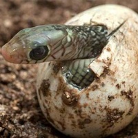 EL HUEVO DE LA SERPIENTE | RadioCut